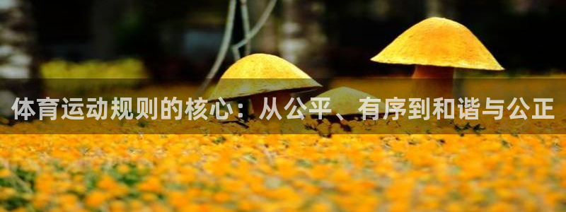 哈哈体育十年